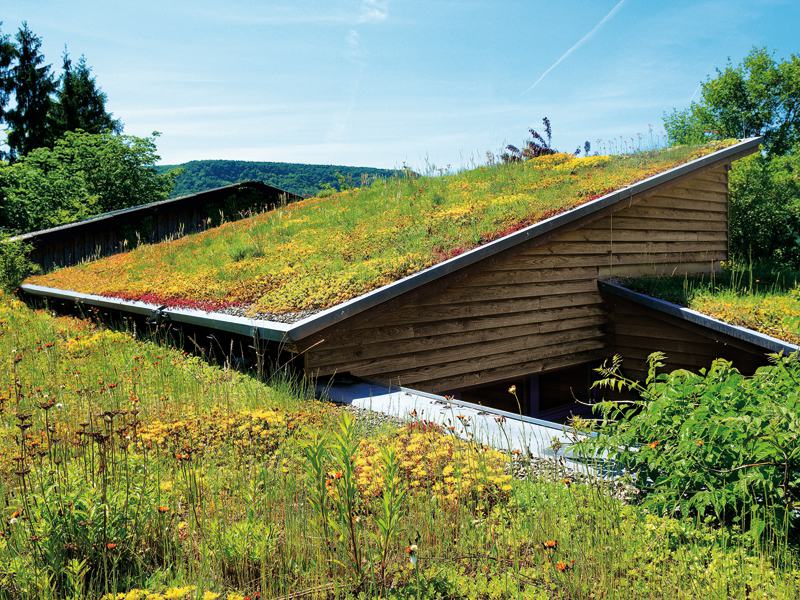Grünes Dach mit Gras und Blumen